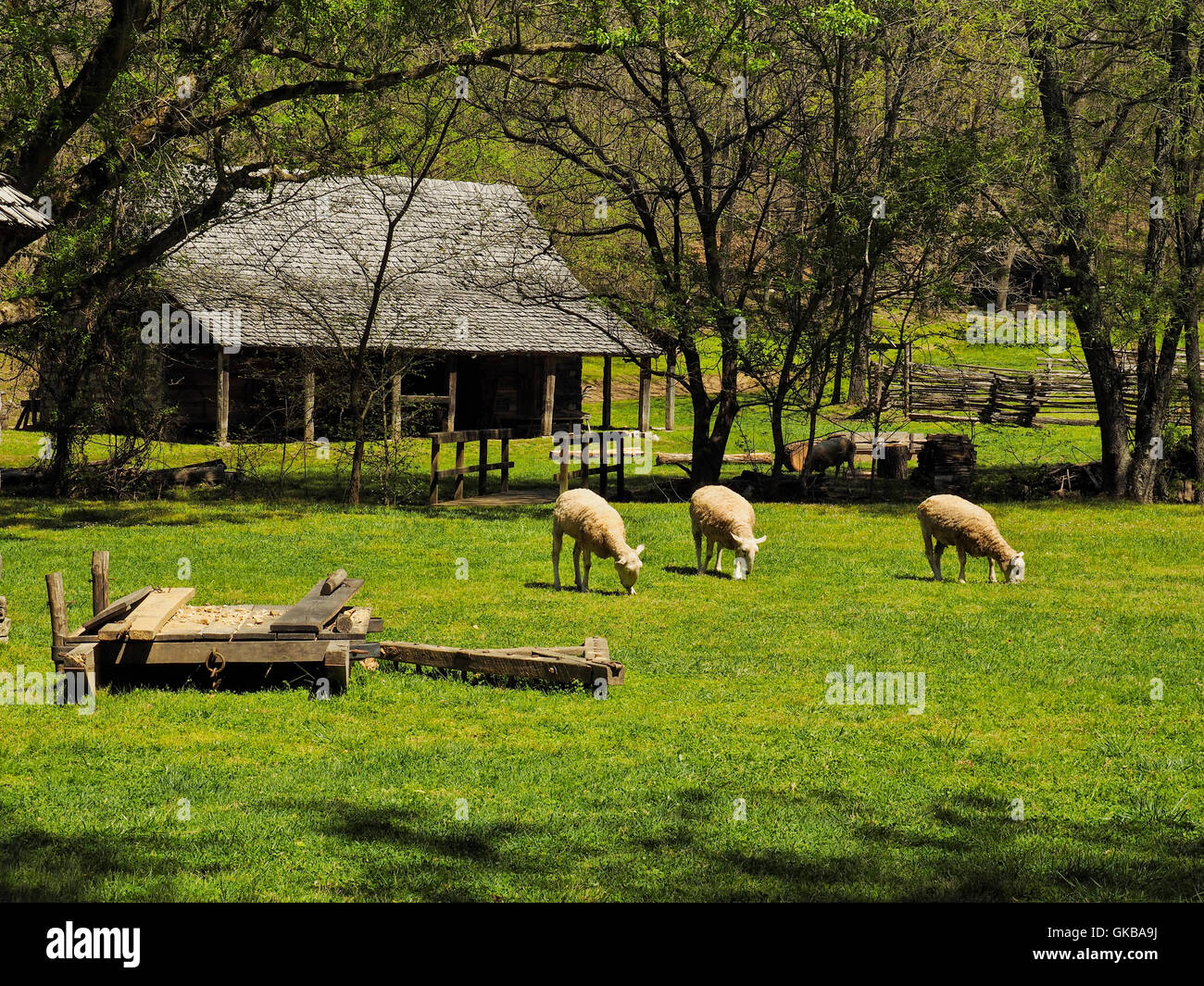 Schafe und Werkzeug Scheune, Zuhause, Land zwischen den Seen National Recreation Area, Dover, Tennessee, USA Stockfoto