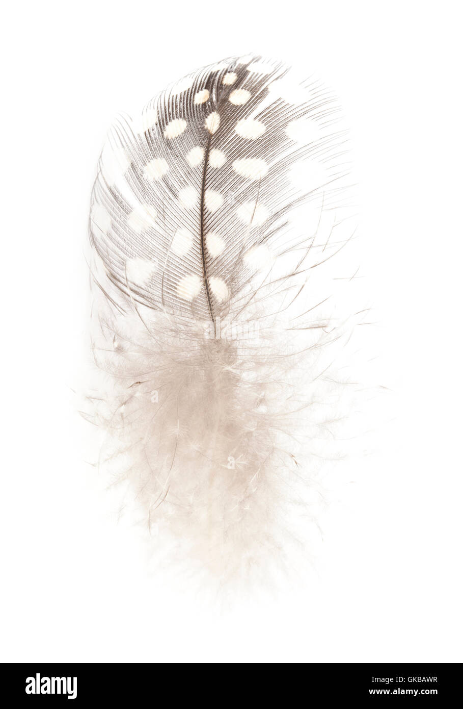 Eine einzelne schwarz-weiß gefleckte Feder eines Vogels Perlhuhn auf einem weißen Hintergrund Stockfoto