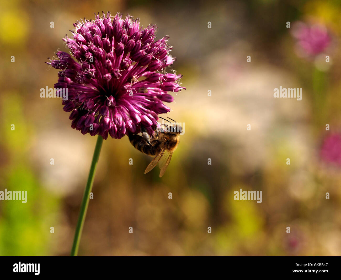 wilde Honigbiene (Apis Mellifera) Fütterung auf Blume rundköpfigen Lauch (Alium Sphaerocephalon) auf Wiese im Vorort von Dubrovnik Stockfoto