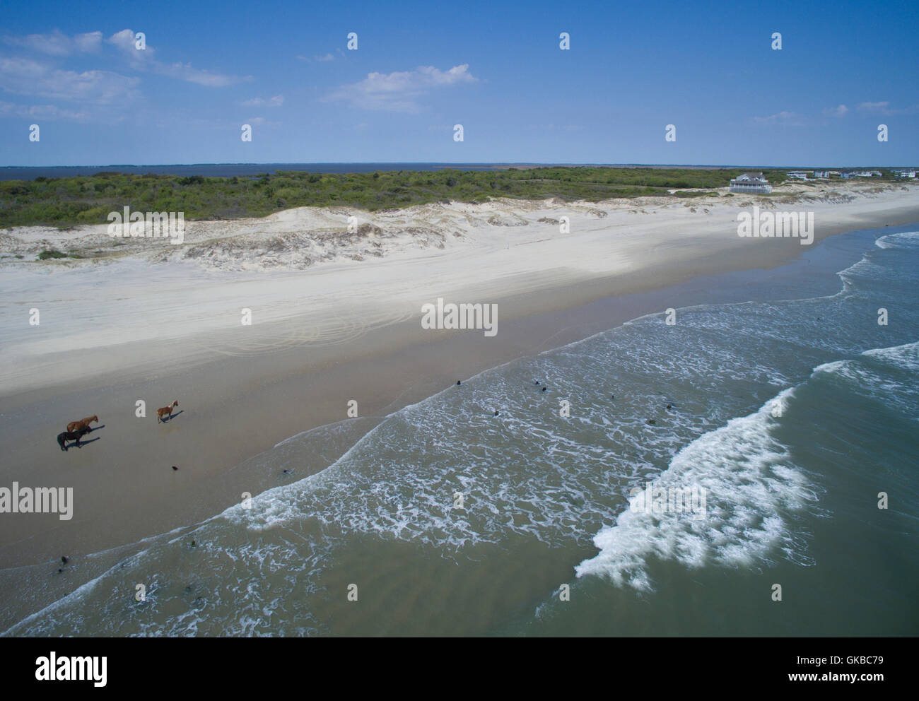 Luftaufnahmen von wilden Pferden am Strand von North Carolina Stockfoto