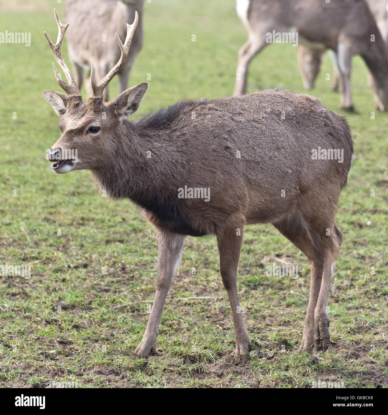 Sika Hirsch Hirsch im Süd Westen Hirsch Rettungszentrum in der Nähe von Crewkerne Somerset Stockfoto