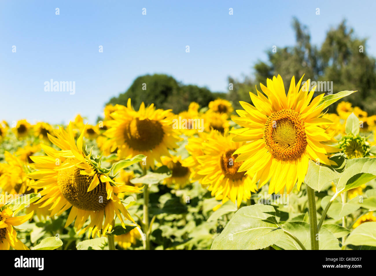 Sonnenblumenfeld an einem sonnigen Tag. Hintergrund der Sonnenblume. Stockfoto