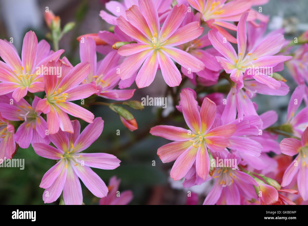 Leuchtend rosa und gelben Blüten. Stockfoto