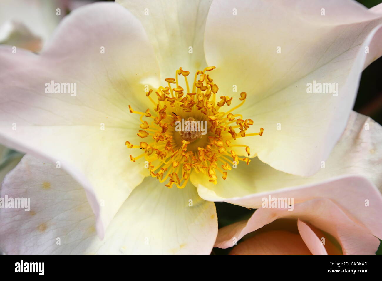 Weißer Hund stieg Blume mit gelben Blütenstempel Stockfoto