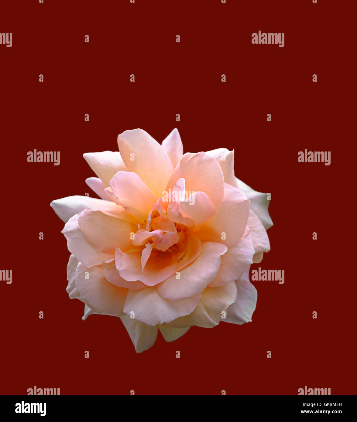 Eine schöne rosa Rose als eine Aussparung am mittleren dunkelroten Hintergrund dargestellt Stockfoto