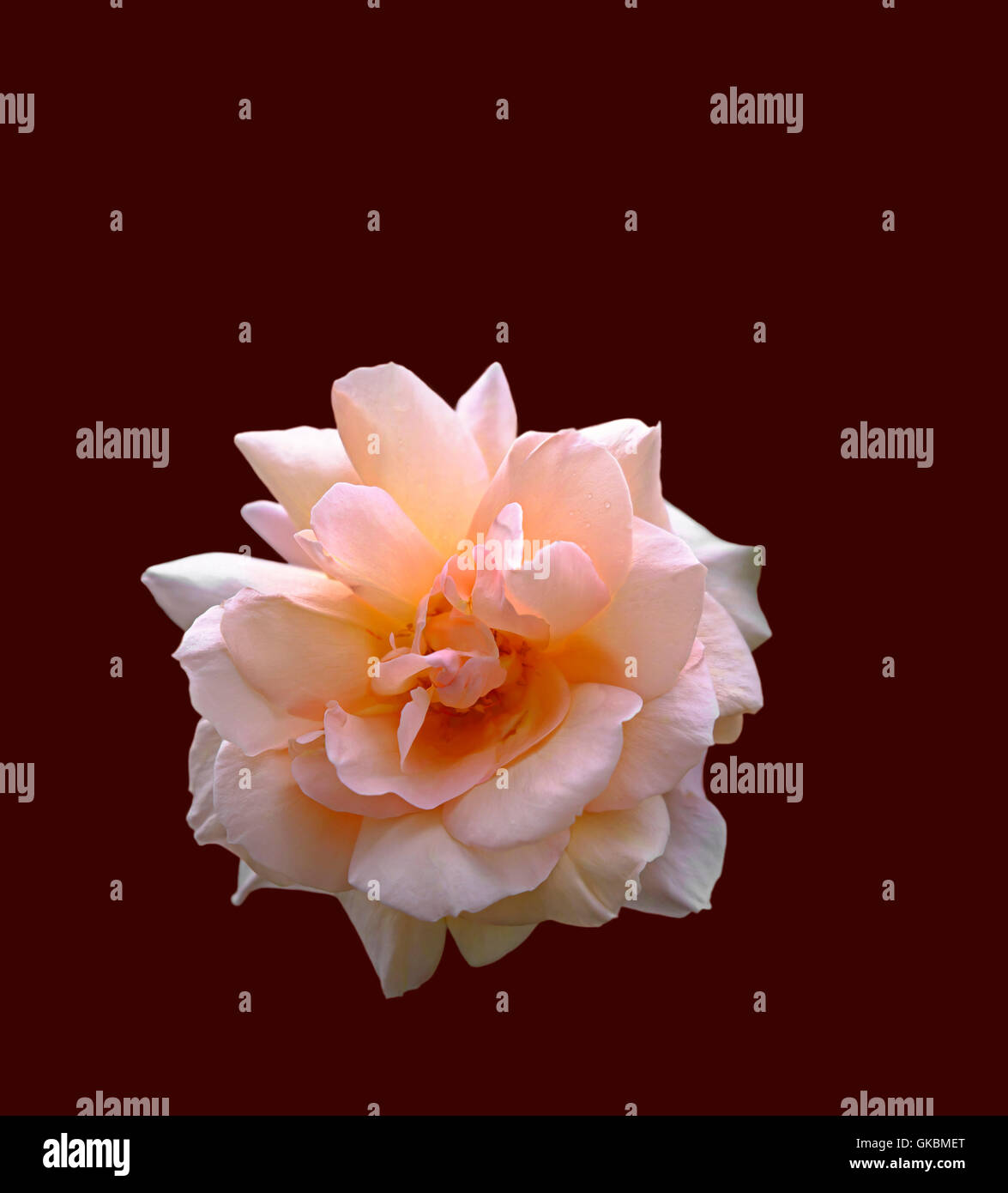 Eine schöne rosa Rose als ein Ausschnitt auf dunkelroten Hintergrund dargestellt Stockfoto