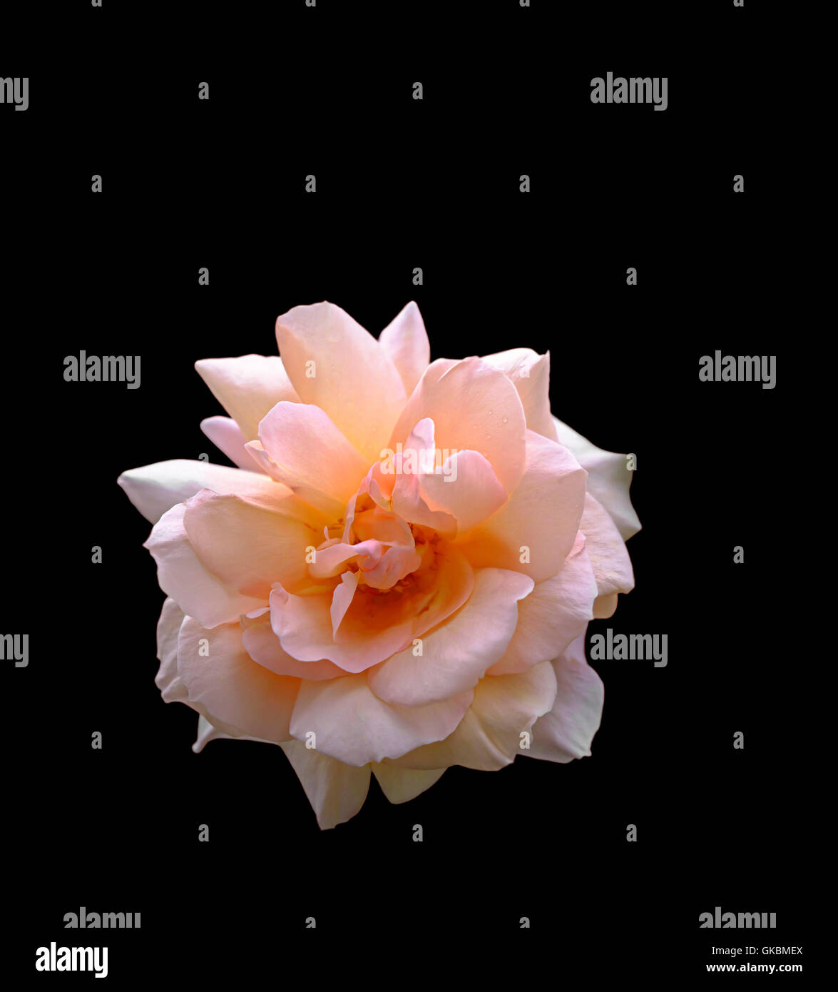 Eine schöne rosa Rose als eine Aussparung am schwarzen dunklen Hintergrund dargestellt Stockfoto