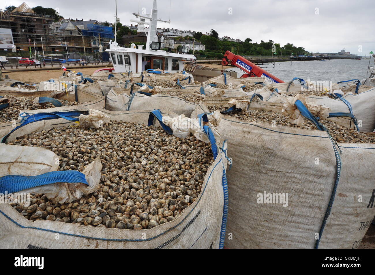 Herzmuscheln landete an Leigh-on-Sea, Essex UK Stockfoto