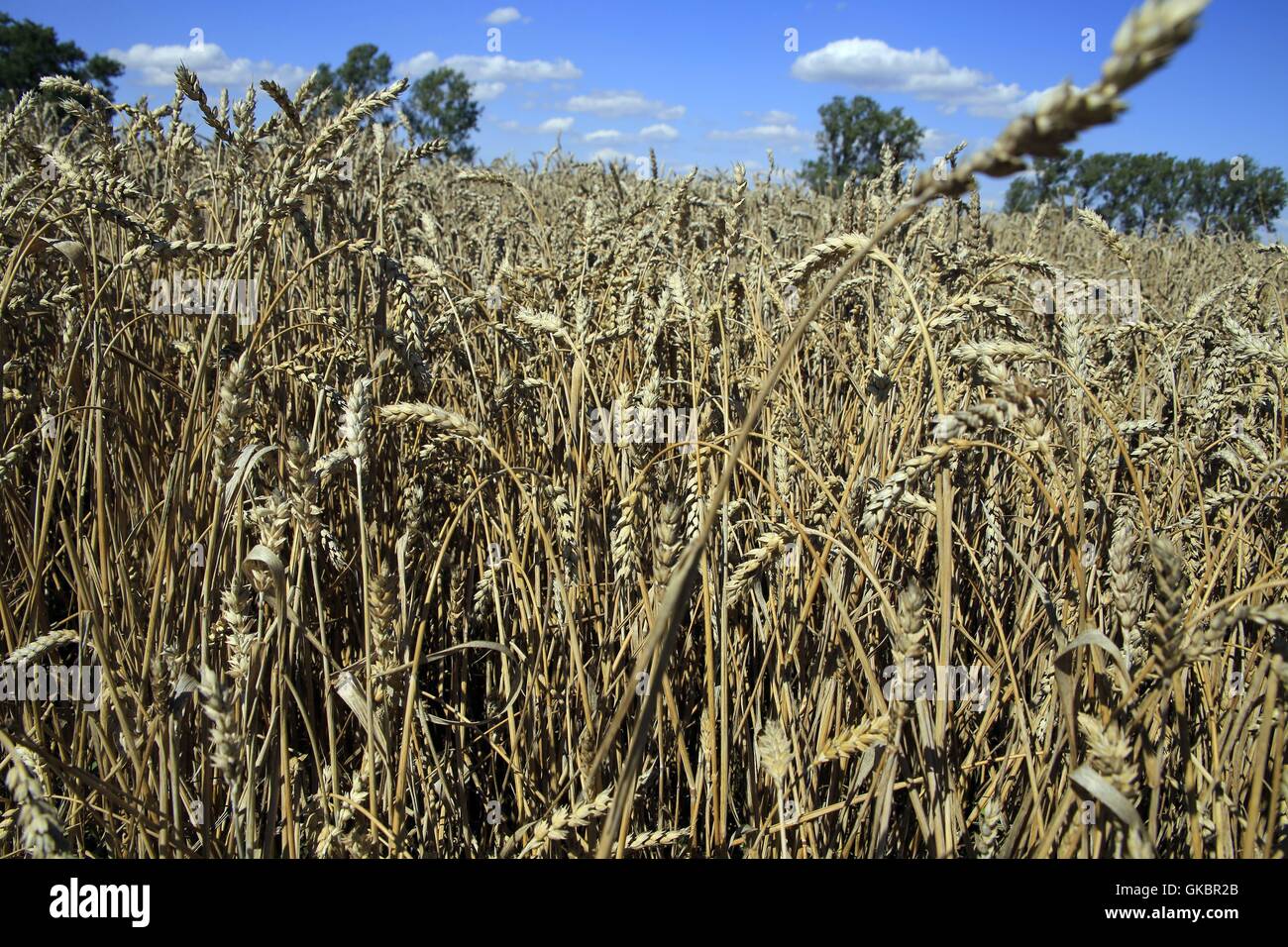 Ein Weizenfeld im Stadtteil Zimmernsupra. Weichweizen (Triticum Aestivum L.) wird am häufigsten angebaut und hat daher die größere Verbreitung. Es gibt andere Sorten für unterschiedliche klimatische Regionen. K24, Zimmernsupra, Gotha, Thüringen, Deutsch | weltweite Nutzung Stockfoto