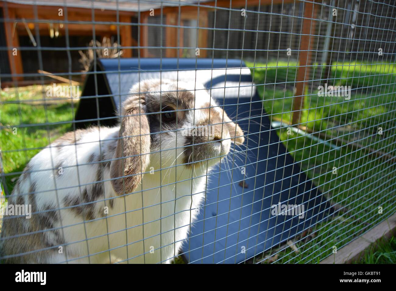 Ein niedlichen und süßen Kaninchen sitzen auf Rasen Stockfoto