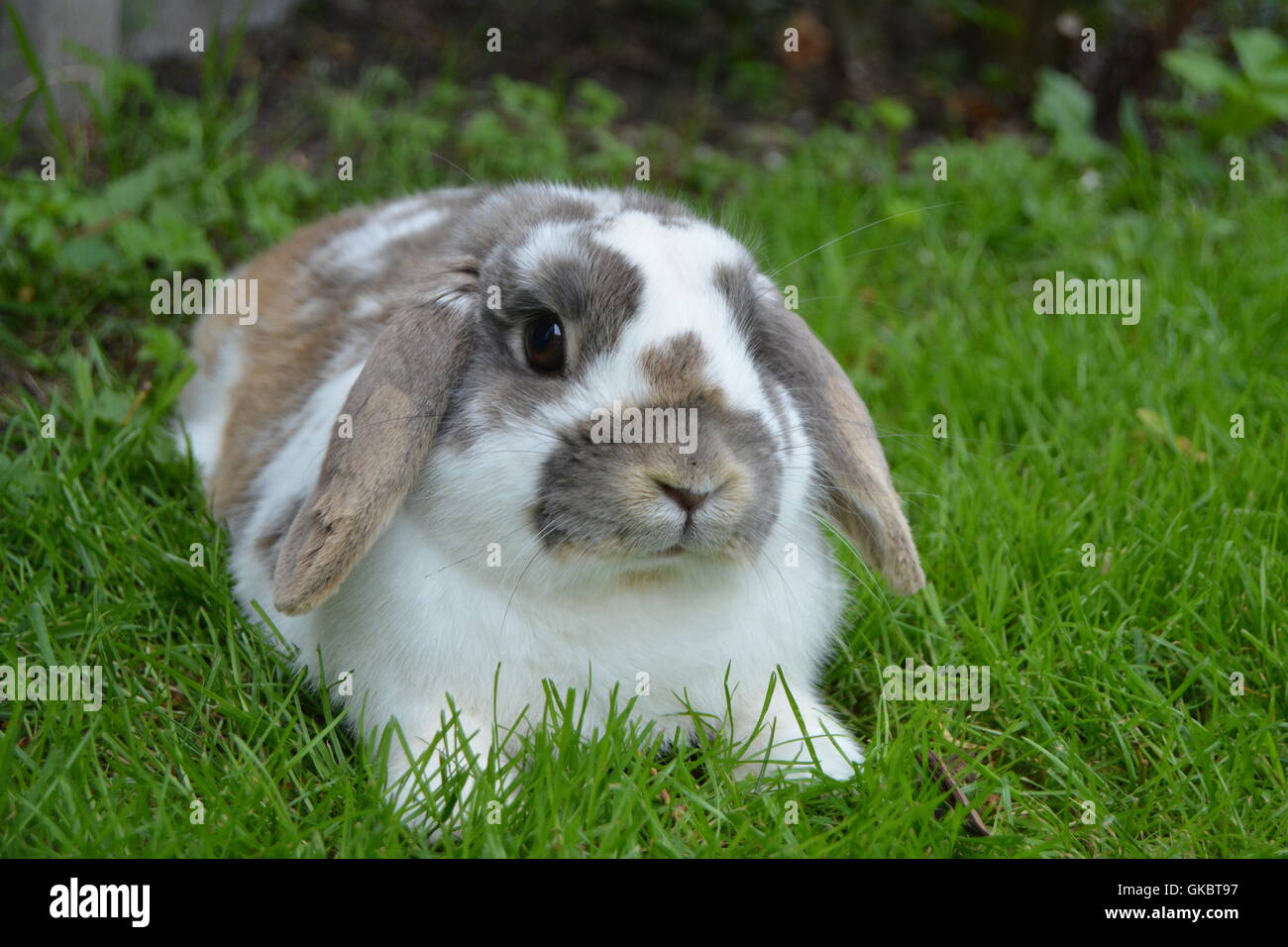 Ein niedlichen und süßen Kaninchen sitzen auf Rasen Stockfoto