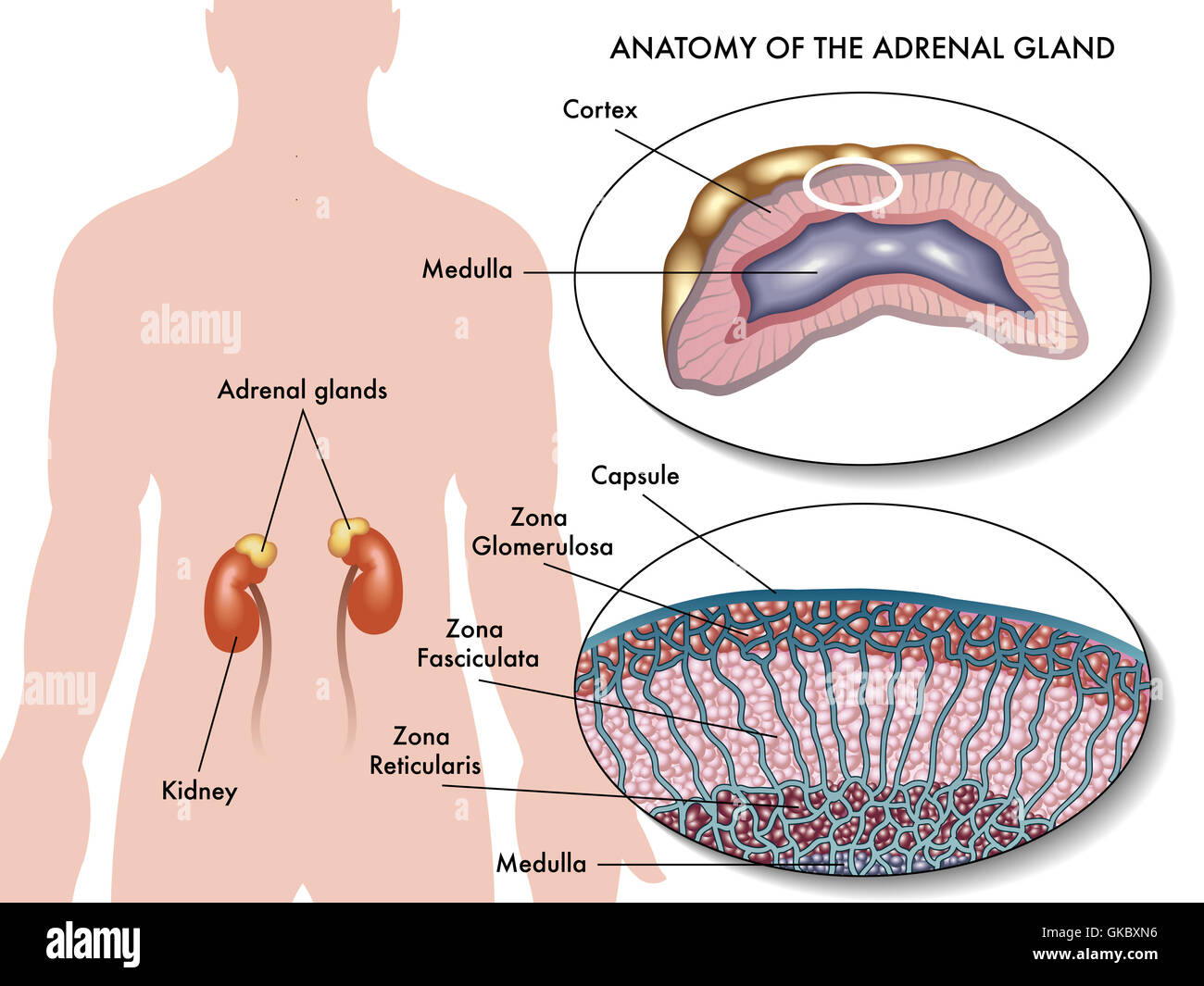 Kampf Kampf Muskeln Stockfoto
