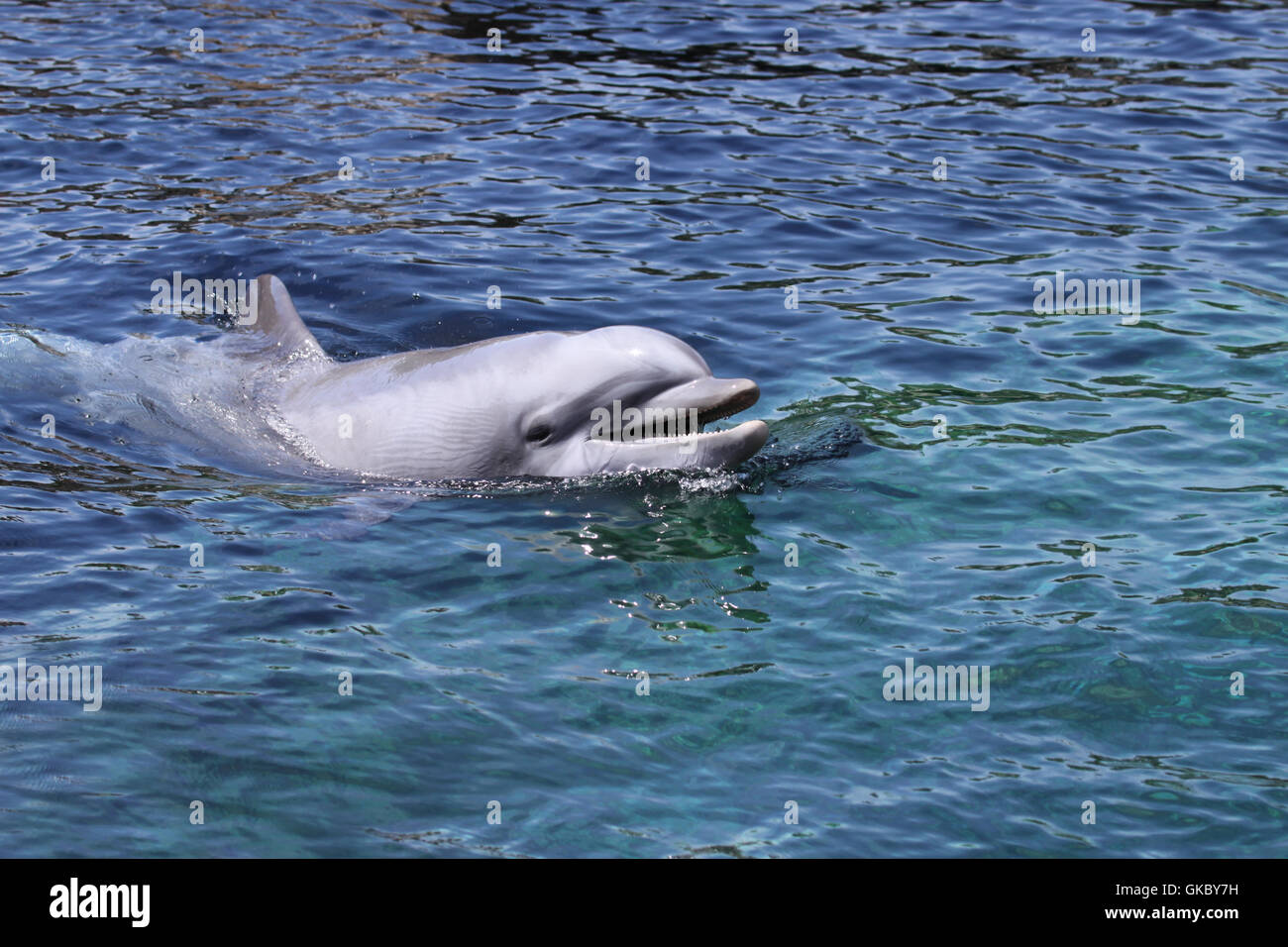 Delphin Schweinswal blau Stockfoto