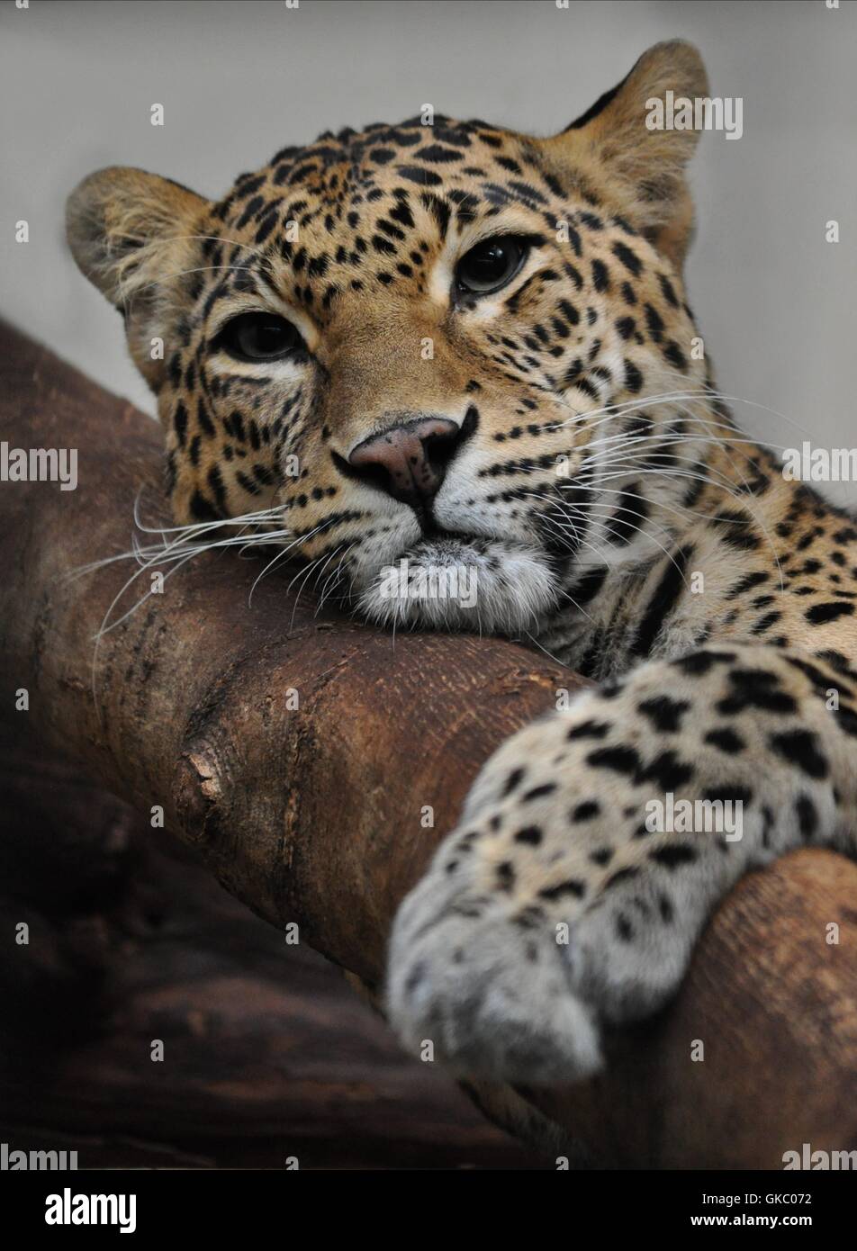 tierische Raubkatze Raubkatze Stockfoto