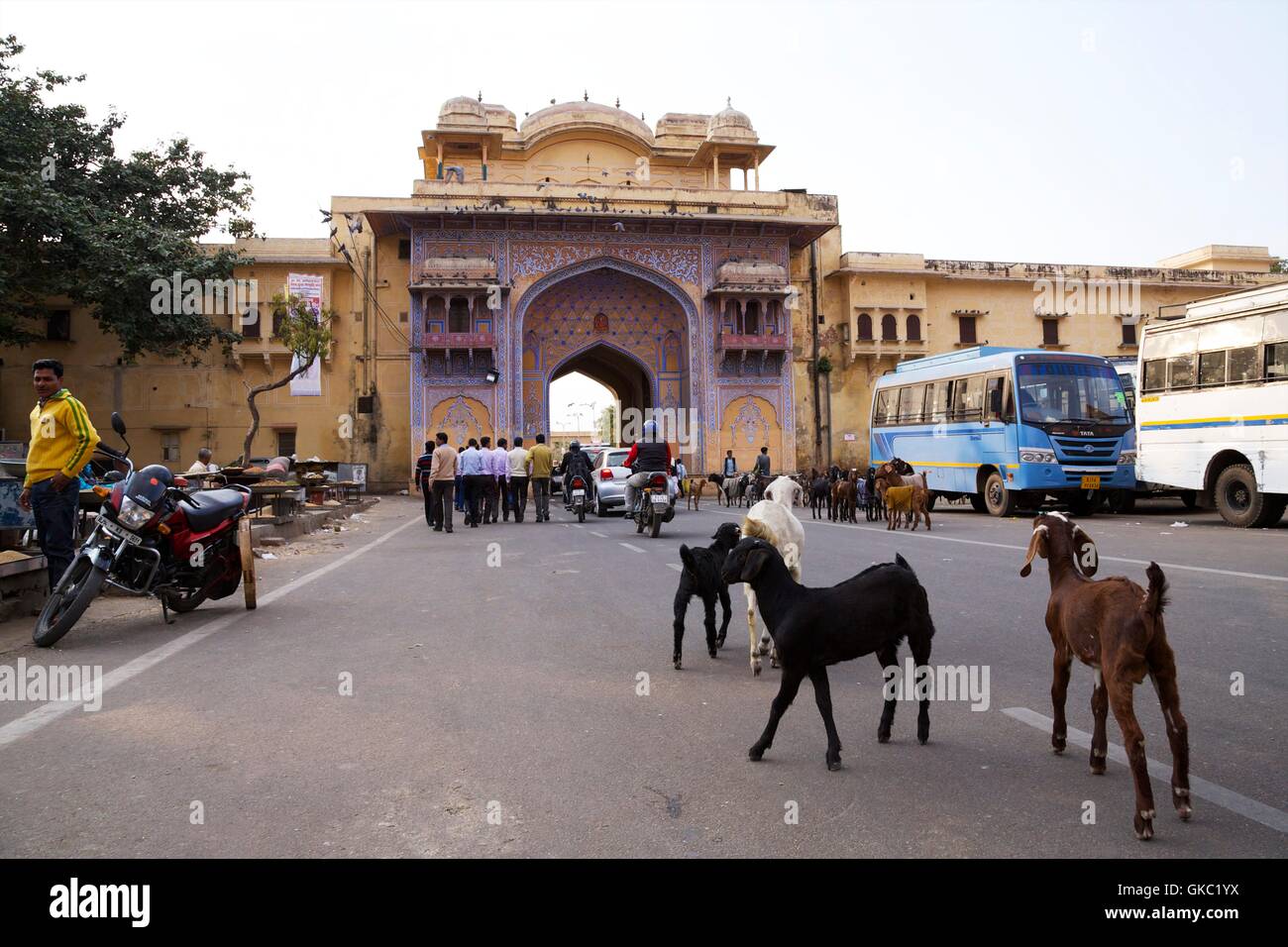 Straßenszene mit Ziegen, Stadtschloss, Jaipur, Rajasthan, Indien, Asien Stockfoto