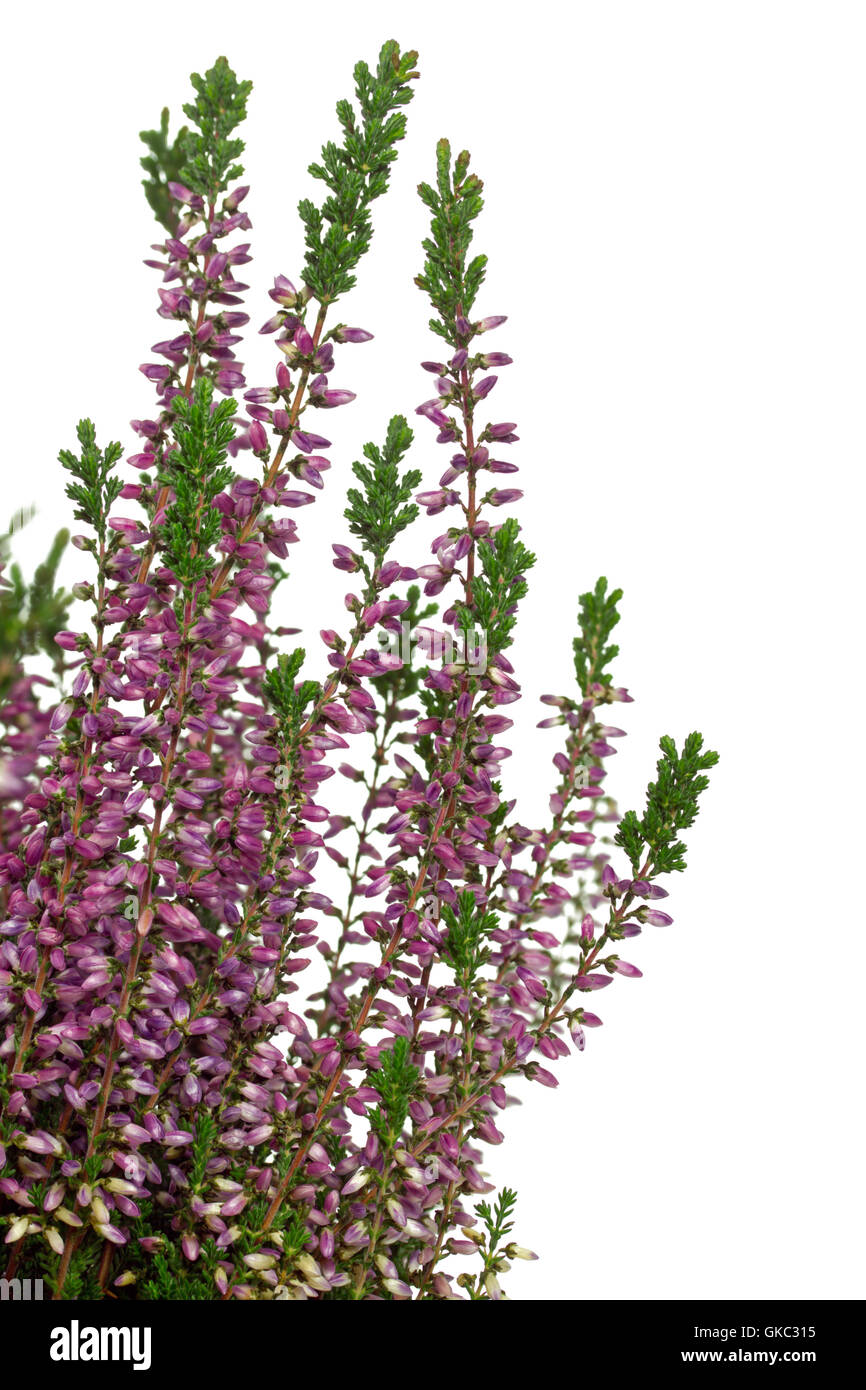 Heidekraut (Calluna Vulgaris) auf weißem Hintergrund Stockfoto