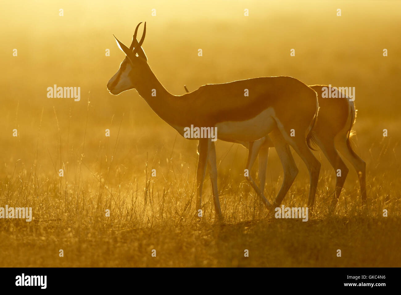 Staub-Sonnenaufgang-Tierwelt Stockfoto