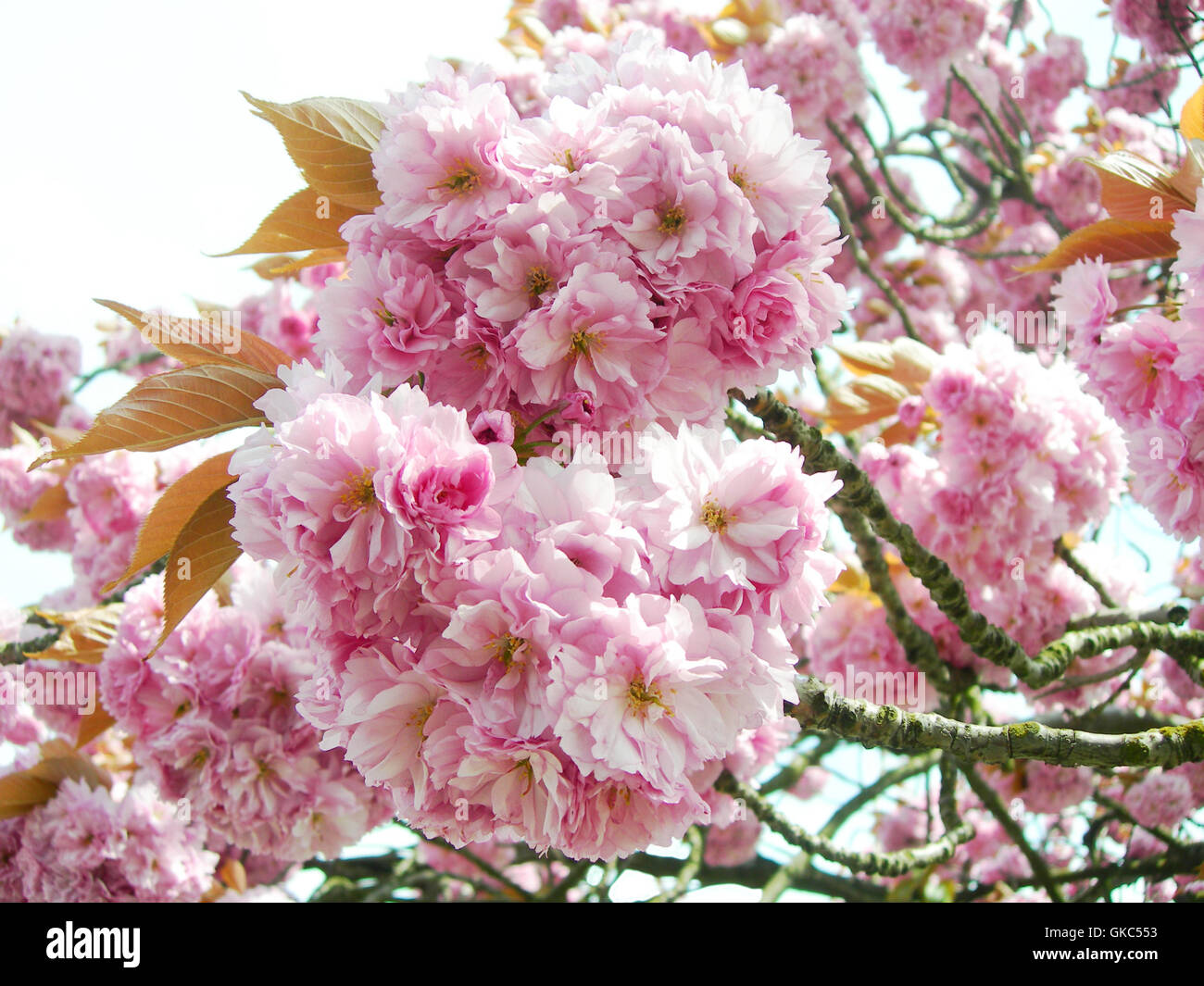 Baum Blume Blumen Stockfoto