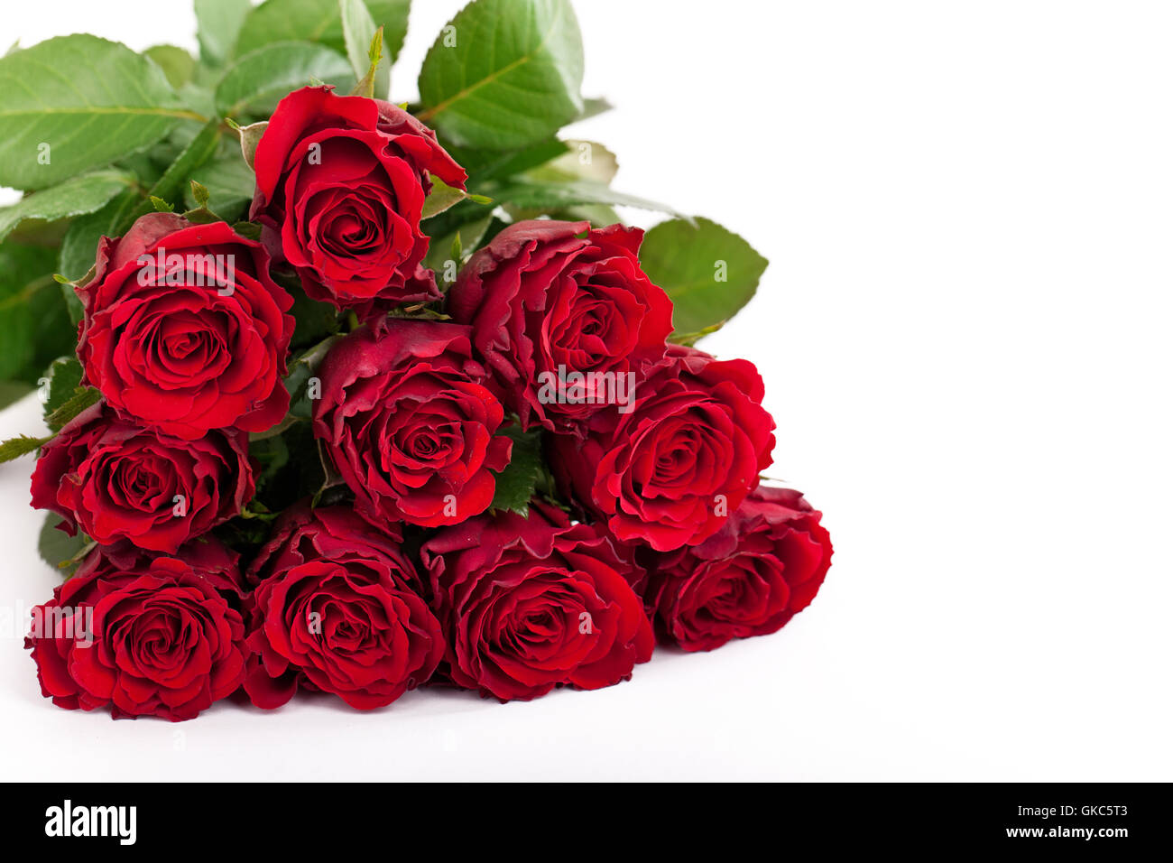 frische rote Rosen Stockfoto