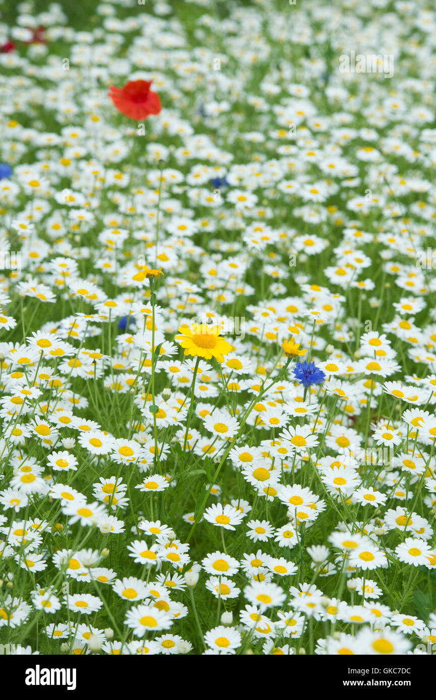 Mais-Ringelblume unter Mais Kamille in einer Wildblumenwiese. UK Stockfoto