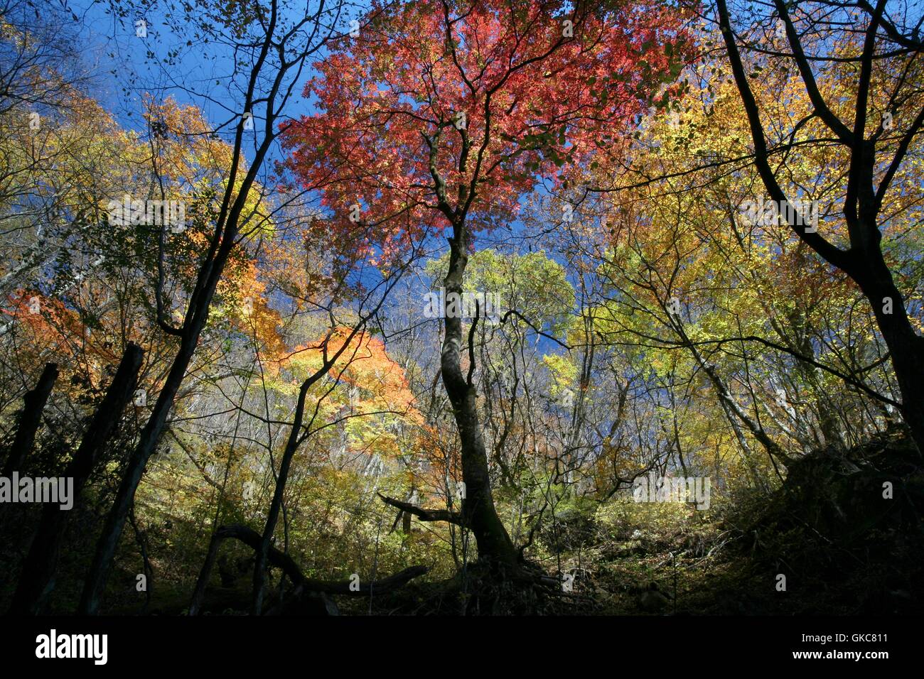 Rot, orange, gelbe und grüne Laubbäume mit Baumstämmen und Ästen in der Silhouette. Herbstsaison in Nikko, Japan Stockfoto