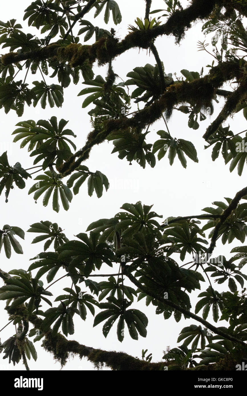 Blatt-Muster, Costa Rica Regenwald, Costa Rica, Mittelamerika Stockfoto