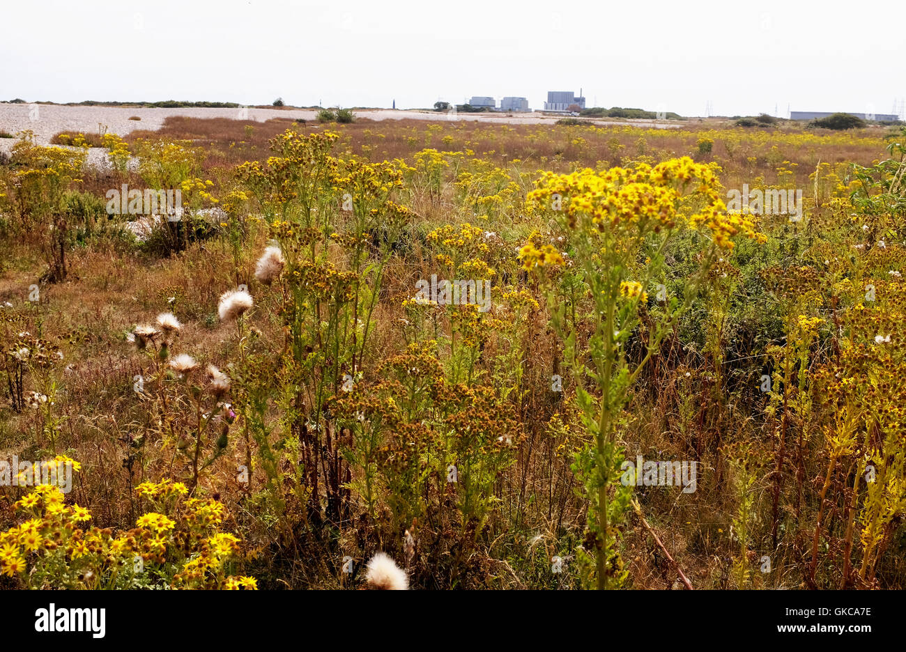 Blick über Dungeness Kent UK - der RSPB Nature Reserve Stockfoto