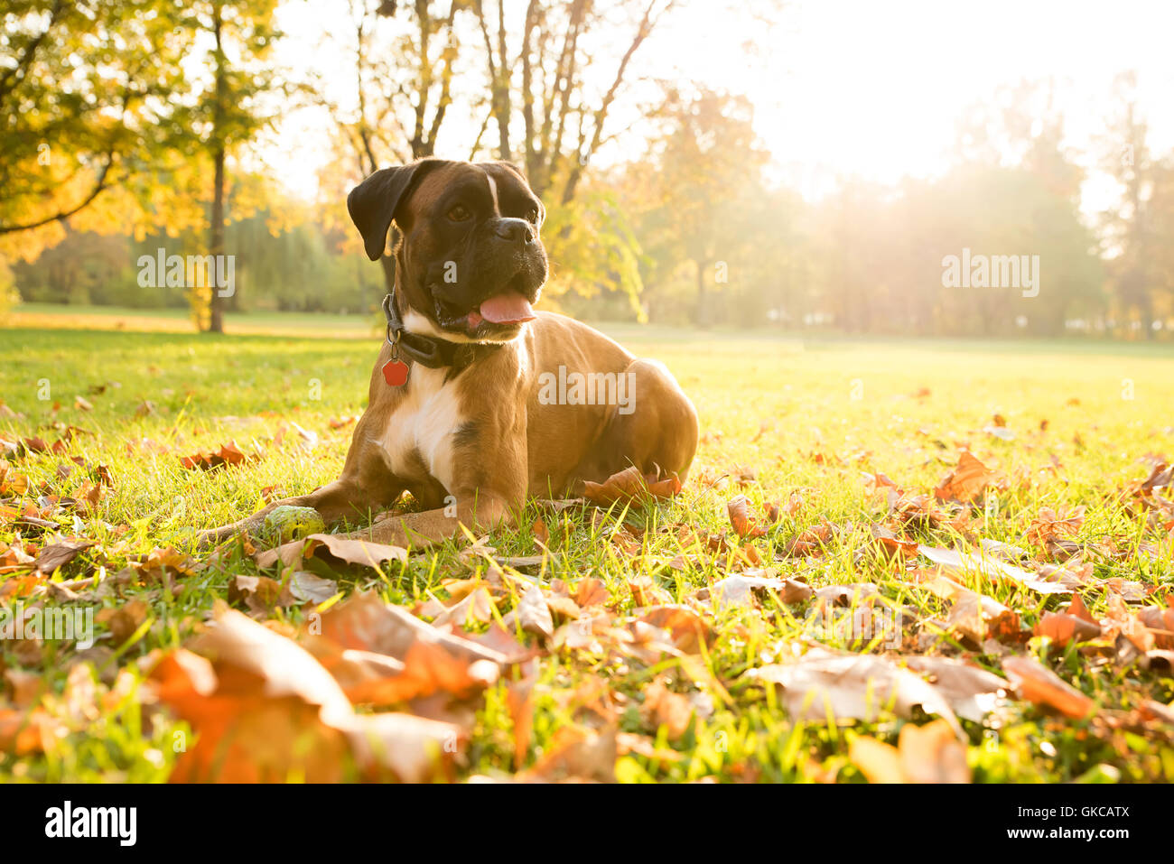 Ein Boxer Hund entspannen die Herbstsonne im Wald. Stockfoto