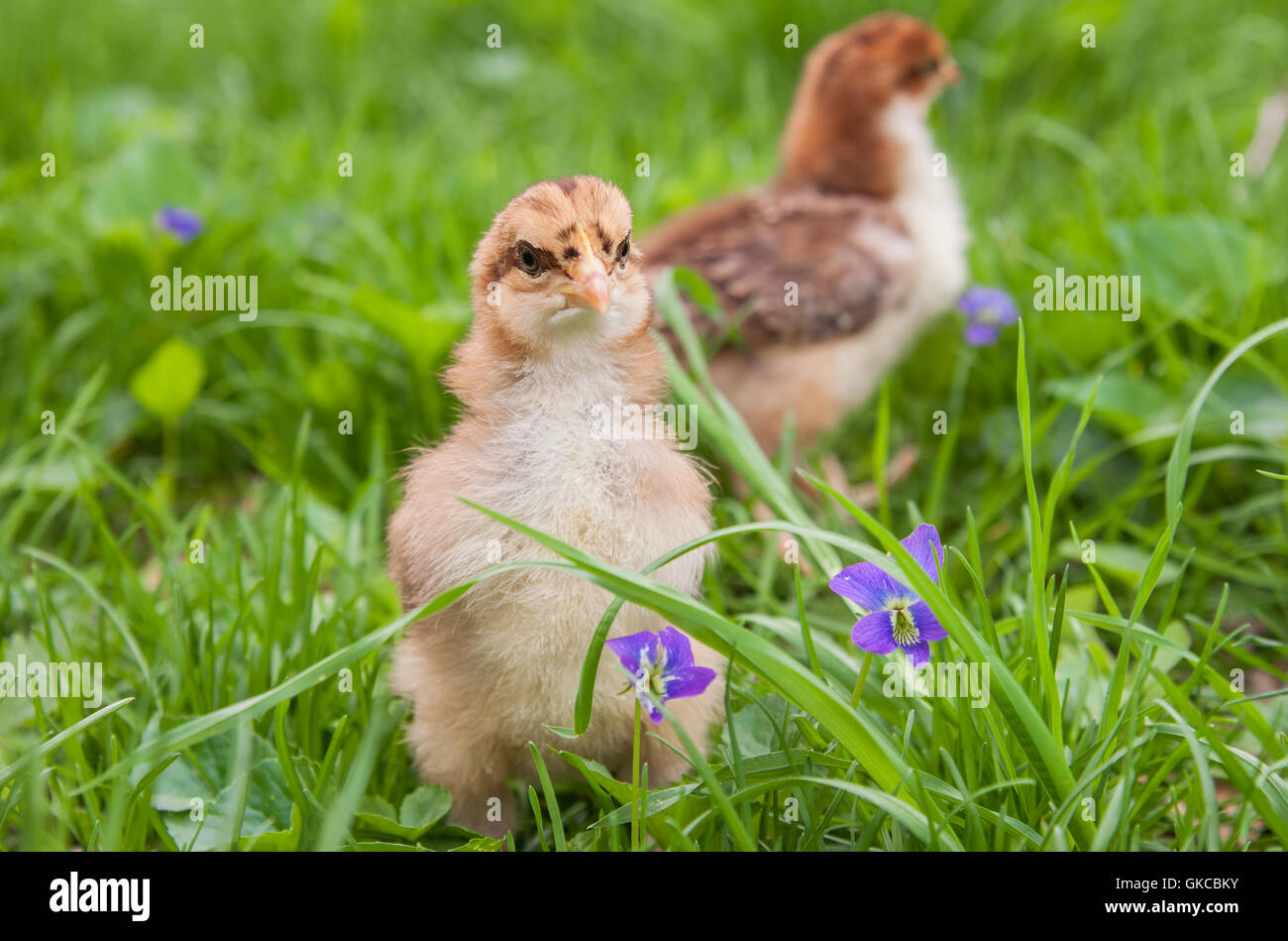 Zwei Ostern Küken erkunden Sie draußen im Gras mit blühenden wilden Veilchen Stockfoto