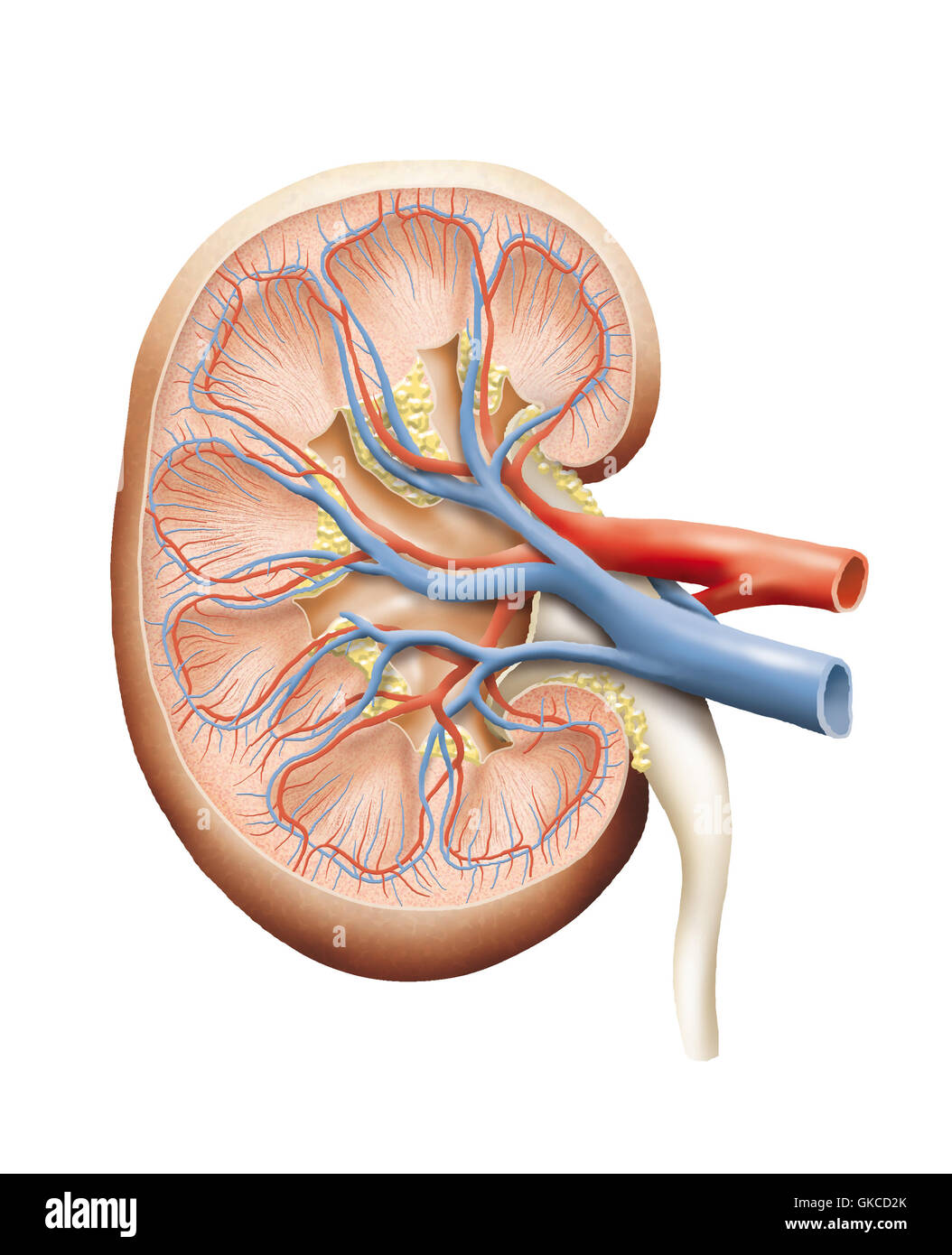 medizinisch medizinische Anatomie Stockfoto