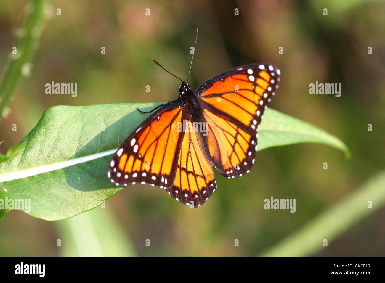Viceroy Schmetterling Limenitis archippus Stockfoto