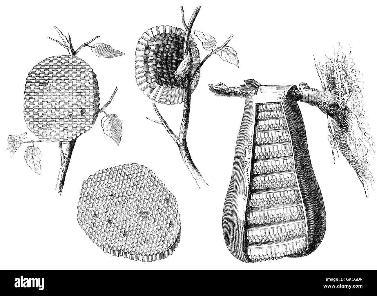 Wespen-Nester Stockfoto