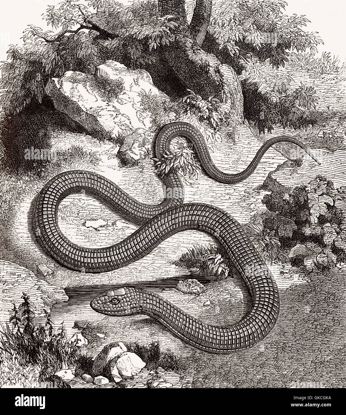 Die geschiedenen Fragilis oder Blindschleiche, ist ein limbless Eidechsen in Eurasien heimisch Stockfoto