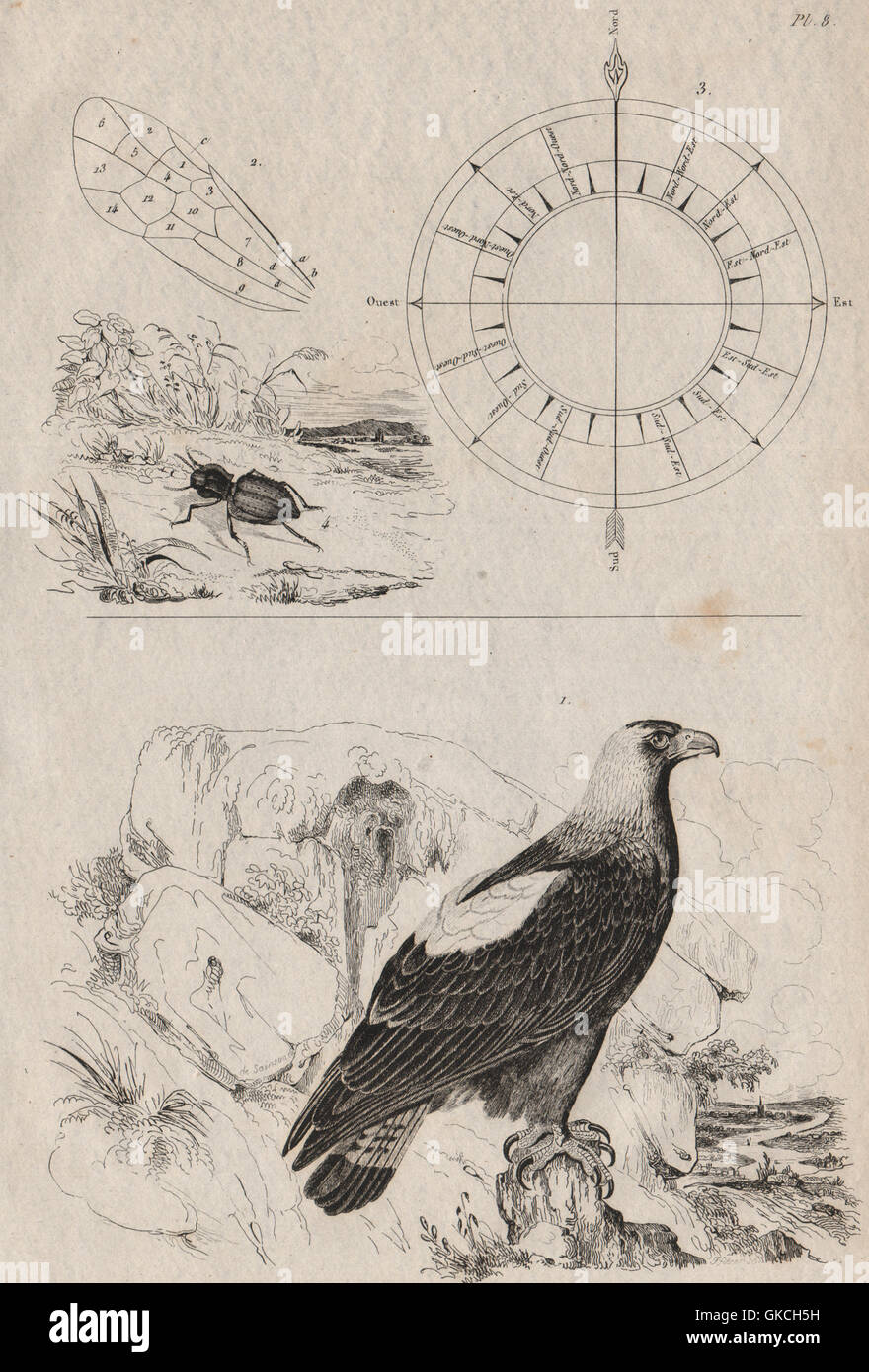 Kaiseradler. Wind Richtung Kompass. Abacetus Lucifugus drucken 1834 Stockfoto