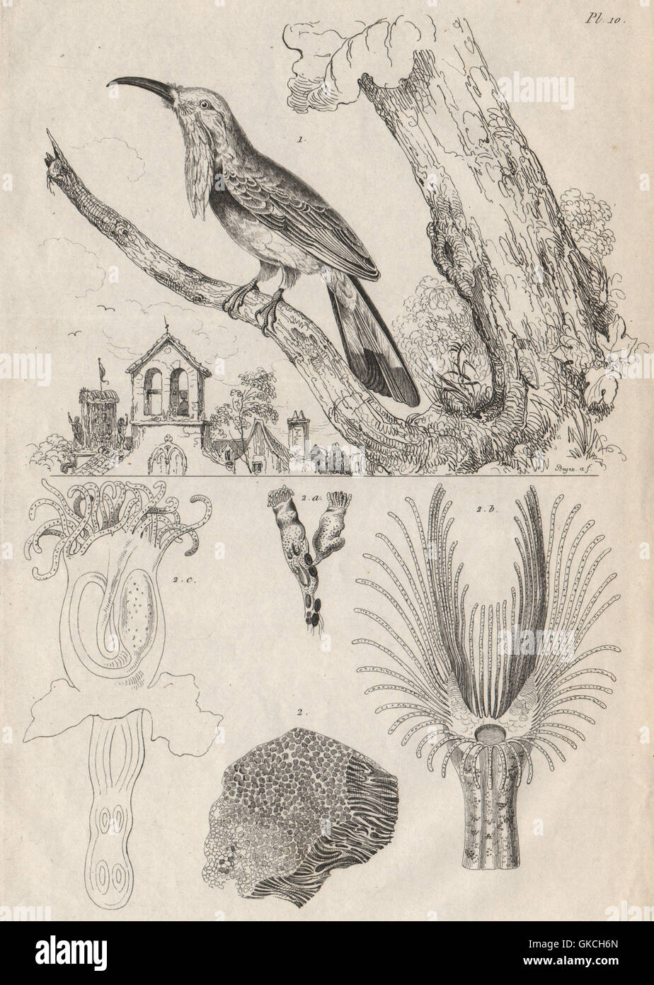 Alcemerope (rotbärtige Bienenfresser). Alcyonella, antiken print 1834 Stockfoto