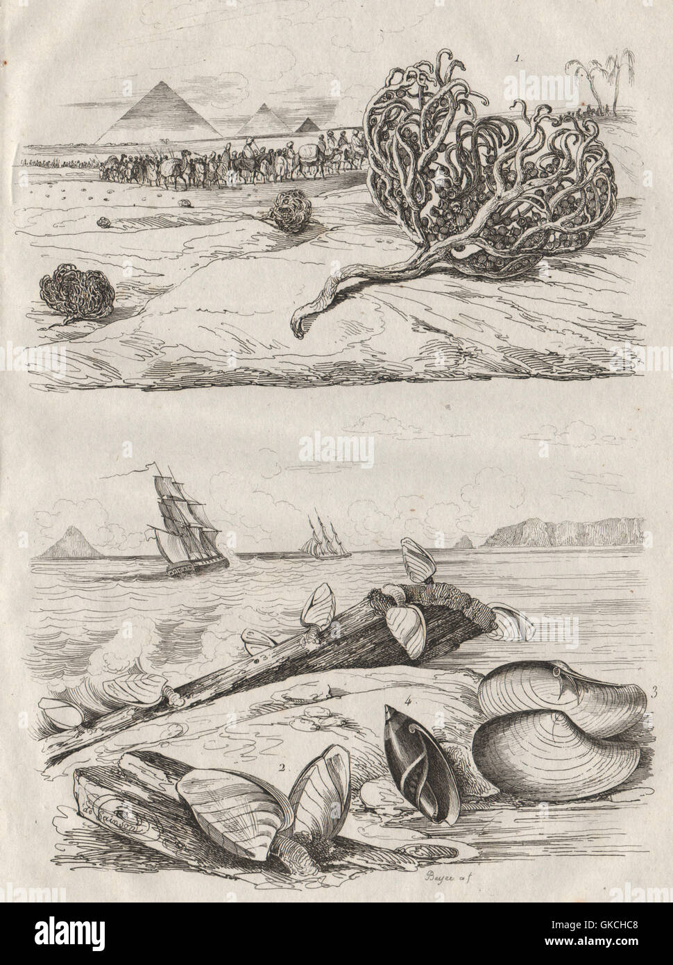 Rose von Jericho Tumbleweed. Gans Entenmuscheln. ANATINA Muschel. Olive Schnecke, 1834 Stockfoto