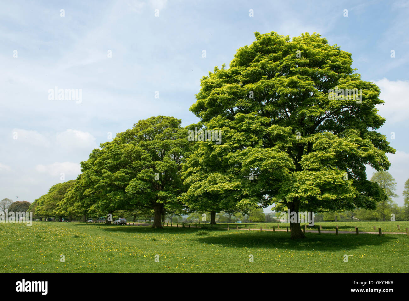 Norwegen-Ahorn, Acer Platanoides, in jungen sauren grünen Frühling Blatt auf Hungerford, Mai Stockfoto