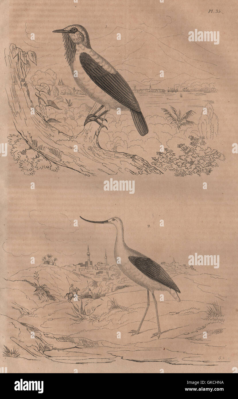 Vögel: Averano (bärtige Bellbird). Avocette (Säbelschnäbler), antique print 1834 Stockfoto