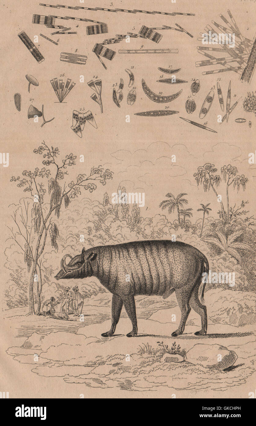 Babiroussa (Hirscheber). Algen. Diatomeen. Desmidiales, antique print 1834 Stockfoto