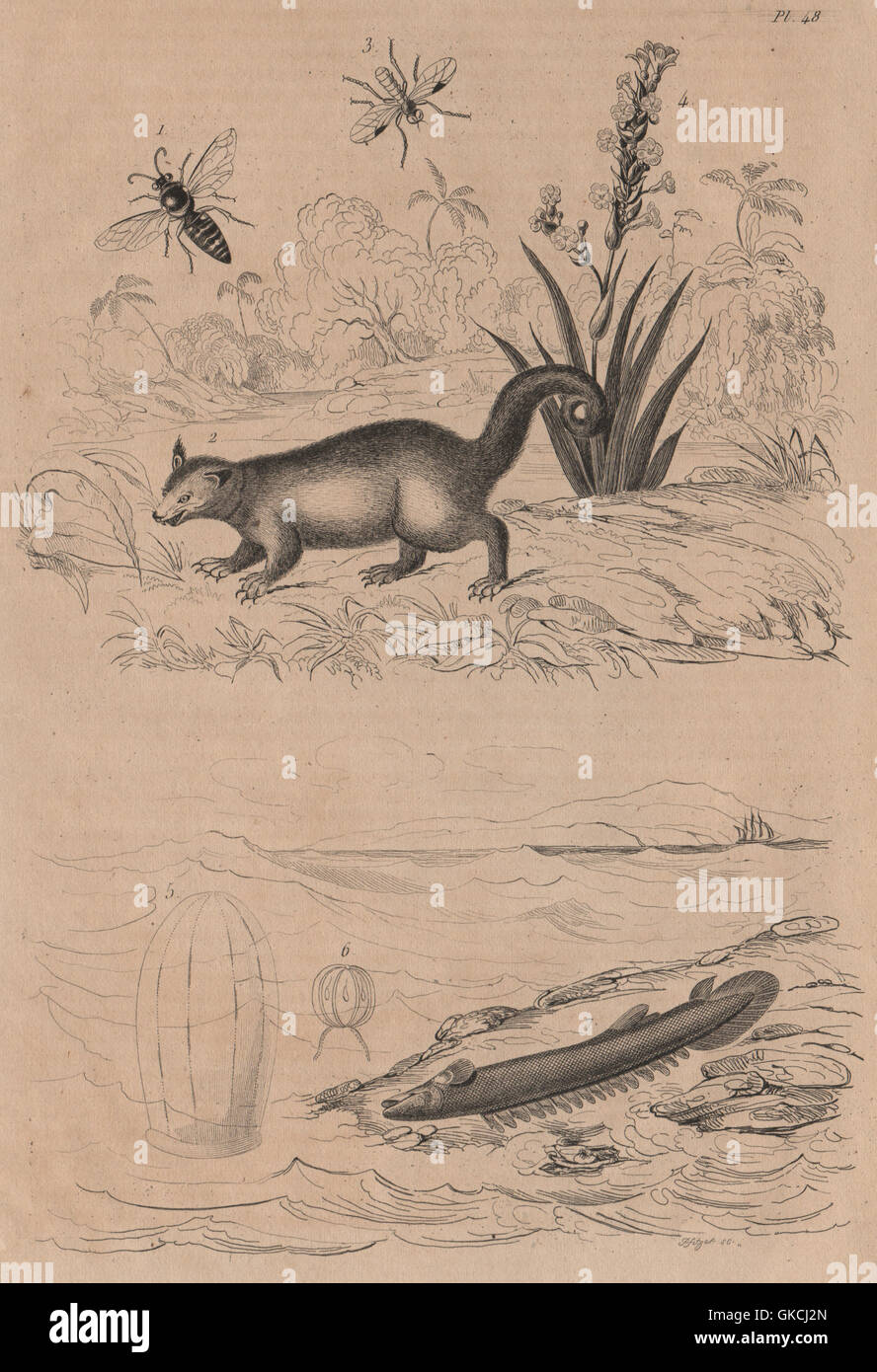 Sand Wespe. Binturong. Soldierfly. Kräftigen blau – Eyed Grass. Beroid. Bichir, 1834 Stockfoto