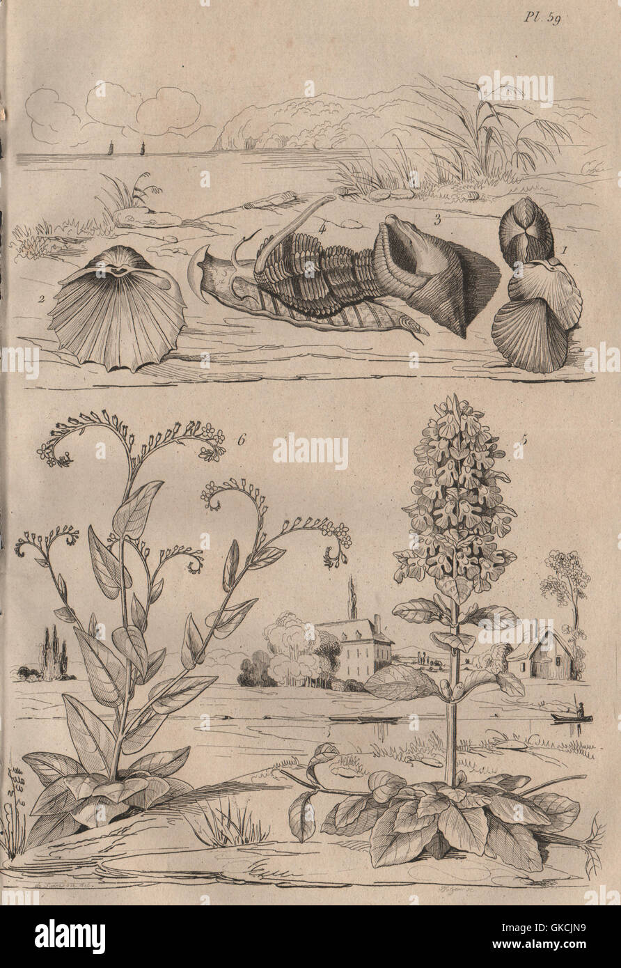 Bucardes (Herzmuscheln). Buccins (Wellhornschnecken). Signalhorn (Ajuga). Buglosse (Alkanet), 1834 Stockfoto