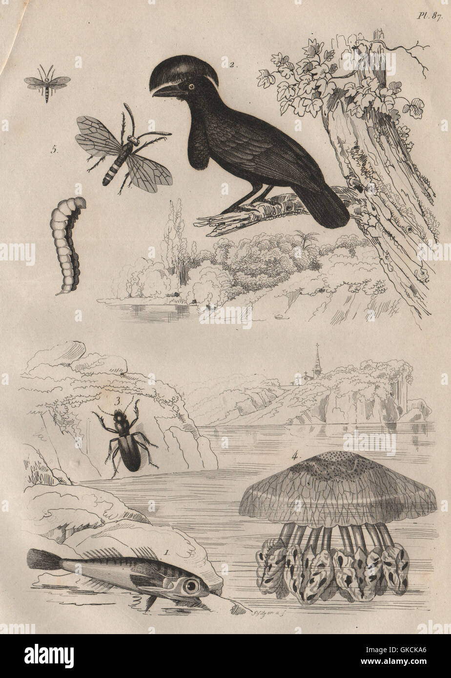 Knurrhahn. Umbrellabird. Broscus Cephalotes. Cepheus-Quallen. Cephus, 1834 Stockfoto