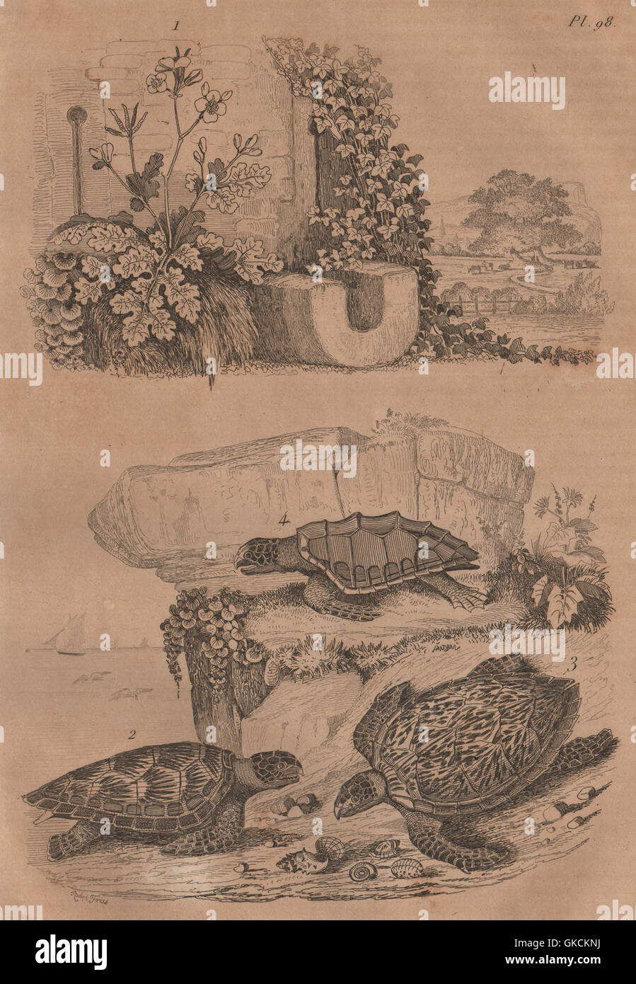 Unechte, grün & Hawksbill Schildkröten. Chelonia Caretta. Tetterwort, 1834 Stockfoto