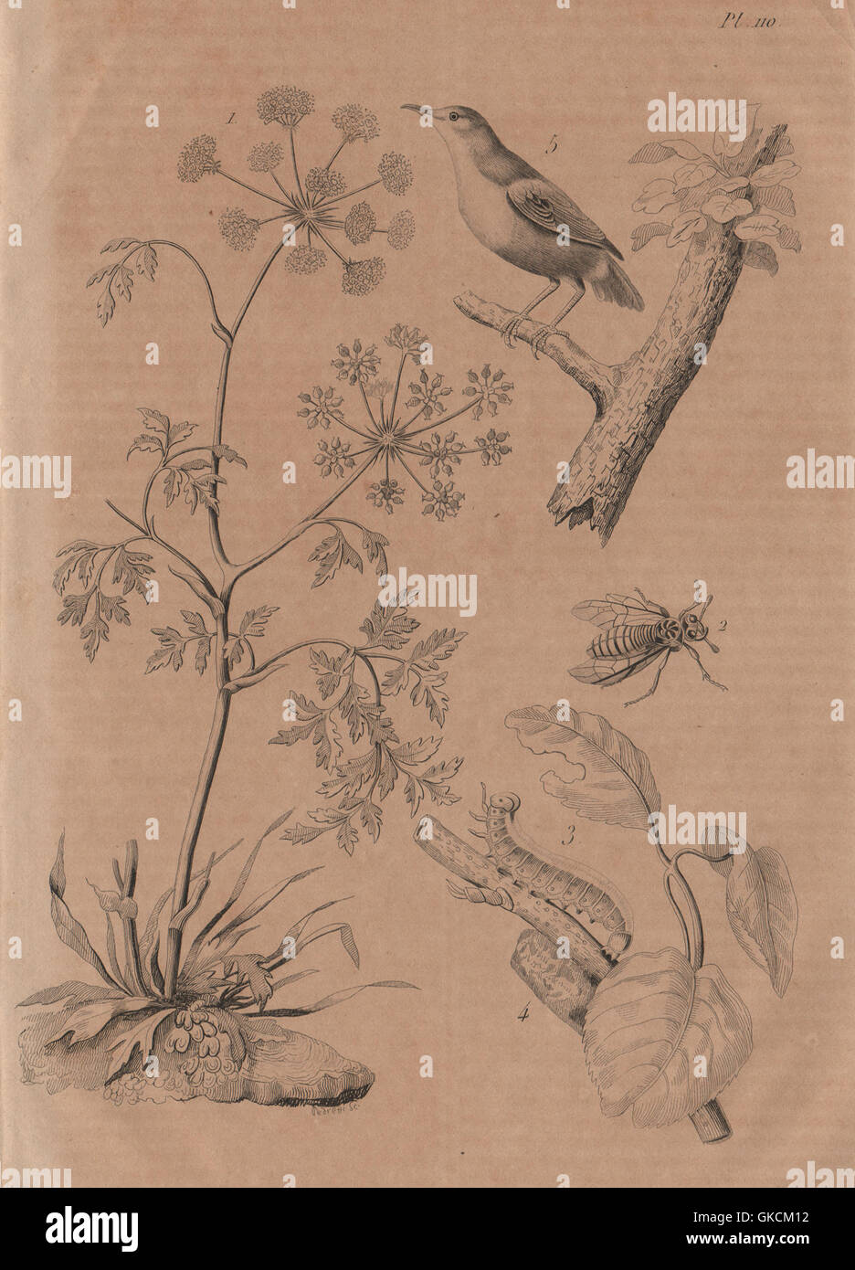 Pflanzen: Ciguë (Schierling). Cimbex (Blattwespen). Cincle (Europäische Dipper), print 1834 Stockfoto
