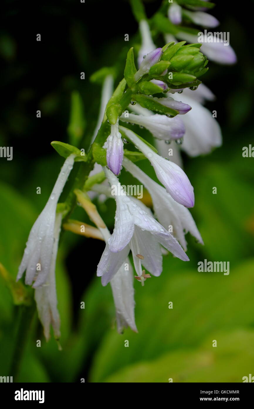 Oleaceae, Osmanthus Heterophyllus Stockfoto
