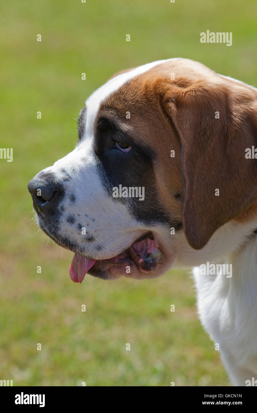 Der Bernhardiner Hund (Canis Lupus Familiaris). Stockfoto