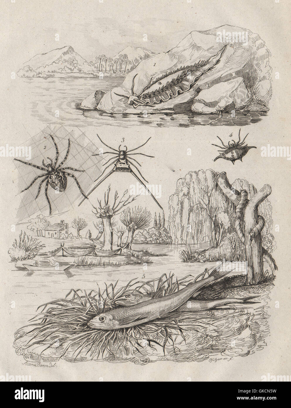 Eolide (Aeolidioidea - Meeresschnecke). Epeire (Spinnen). Eperlan (Mudfish), 1834 Stockfoto
