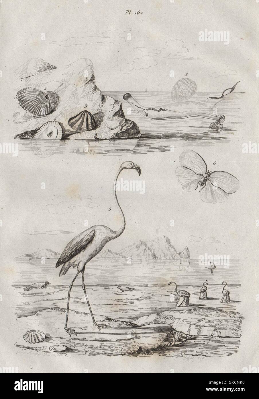 Meer-Schmetterling/Corolla Calceola. Fissurella/Keyhole Limpet. Flamingo. Flate, 1834 Stockfoto