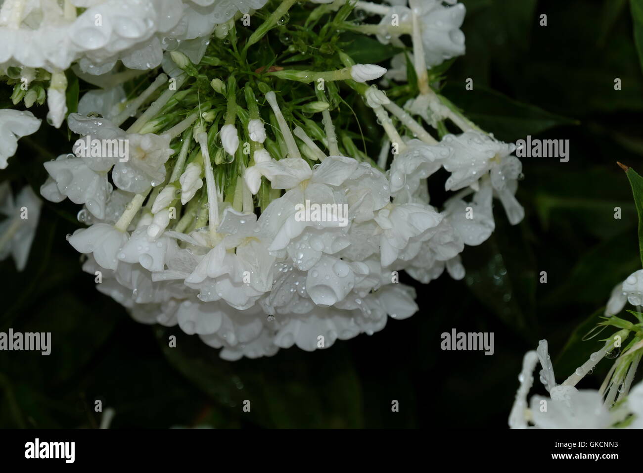 Weiße Blüten Nahaufnahme Stockfoto