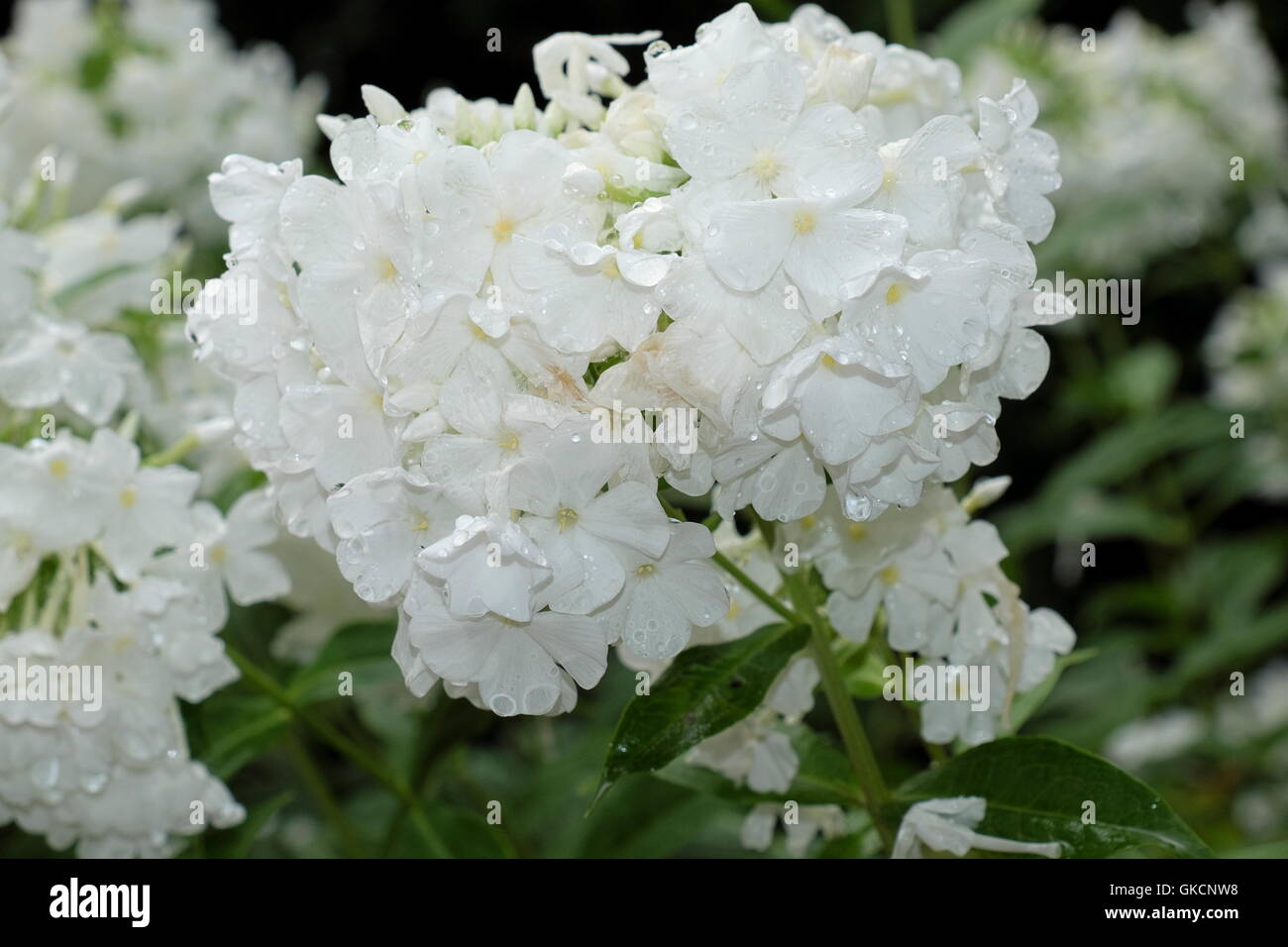 Weiße Blüten Stockfoto